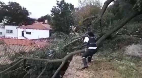 Cayó una rama en el techo del Oñativia