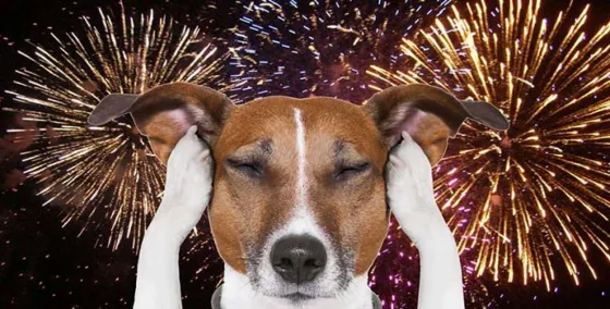 Consejos para tus mascotas durante la noche Año Nuevo