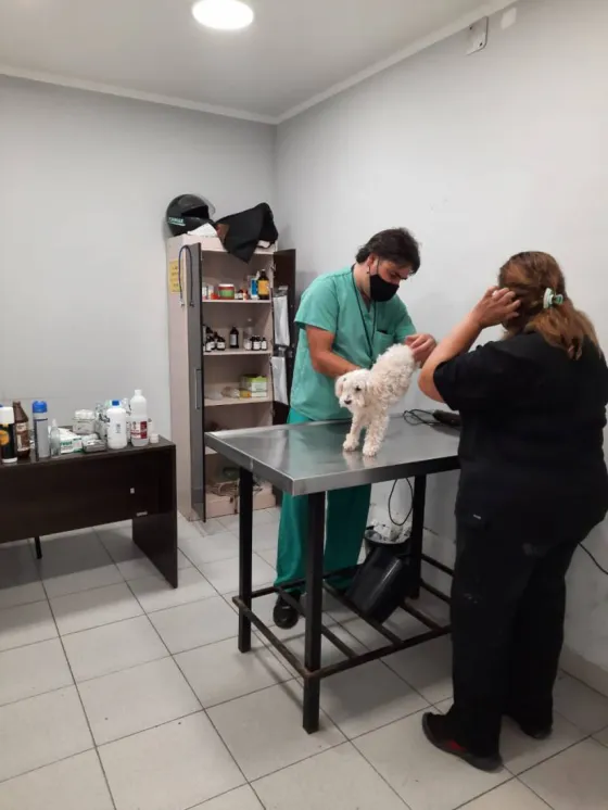 Hospital de mascotas: durante las fiestas atendieron 154 animales