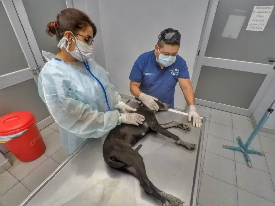 Castraciones y vacunaciones: diagramaron un cronograma especial de verano