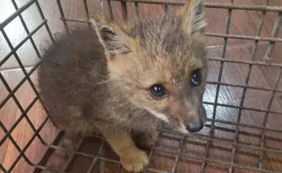 Tierno rescate de zorrito gris que habría estado en cautiverio