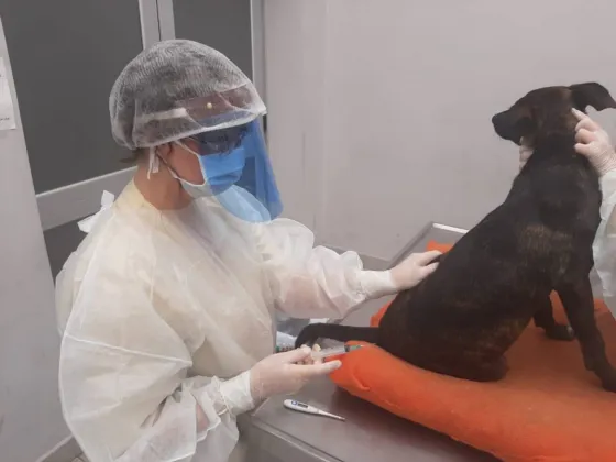 Hospital Municipal de Salud Animal: desde el viernes habrá nueva modalidad para acceder a turnos