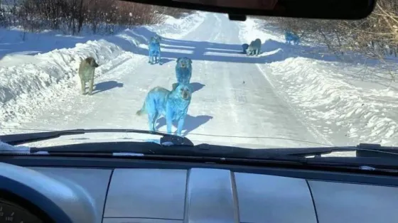 Apareció una manada de perros azules brillantes y se convirtió en viral