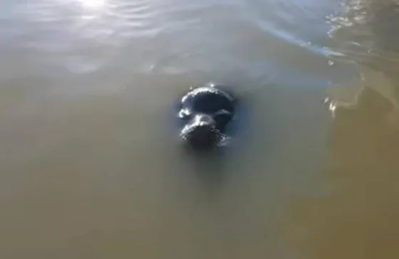 El impactante ataque de un lobo marino a una nena . Video