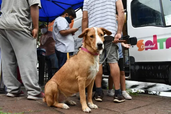 Para tus mascotas: se harán castraciones y vacunaciones en Norte Grande y Santa Lucía