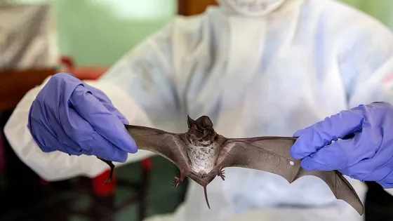 ¿El coronavirus se originó en animales? Esto es lo que dijo la OMS