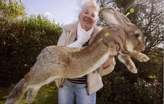 Se perdió Darius, el conejo más grande del mundo y su dueña ofrece recompensa