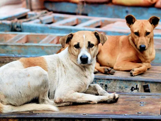 Habría cerca de 250.000 animales callejeros en Salta