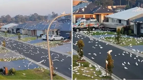 Una invasión de Cacatúas aterroriza a un pueblo de Australia