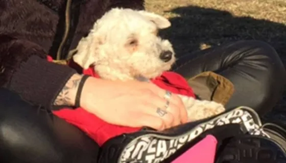 VIDEO: La perrita pateada por el árbitro será operada: Tiene 6 costillas rotas