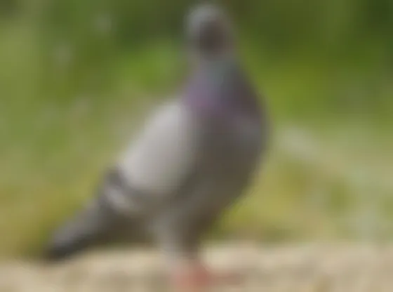 Capturaron a un animal con 200 pastillas de éxtasis