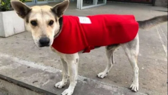 Un grupo de salteños solidarios abriga a los perros de la calle
