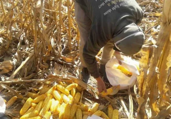 Estaba robando choclos en una plantación y le dieron la "cana"