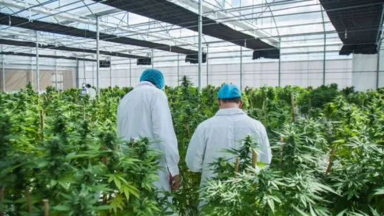 La Provincia inicia la producción de cannabis con fines medicinales