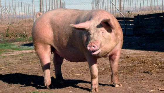 Insólito: un chancho atacó a dos personas y su dueña terminó imputada