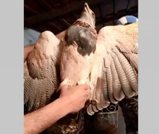 Indignante: Encontraron un águila herida por arma de fuego