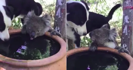 El tierno video de un perro que comparte su agua con un koala sediento