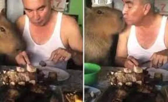 Se hizo viral el video de un carpincho comiendo asado en la mesa familiar