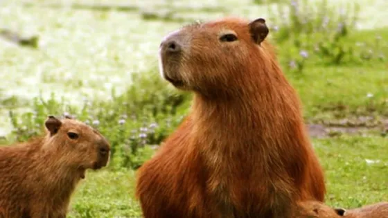Los carpinchos ya tienen su propia cumbia: "Carpincho Malvado"