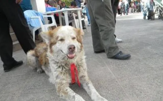 Conocé la historia de Fatiga, el perrito peregrino que se convirtió en leyenda
