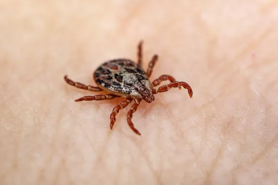 Preocupación por Lyme: la enfermedad transmitida por las garrapatas llegó a la Argentina