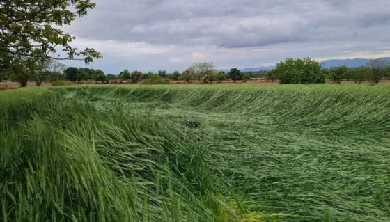 ¿Ovnis en Salta? Aparecieron extrañas figuras circulares en los trigales de Chicoana
