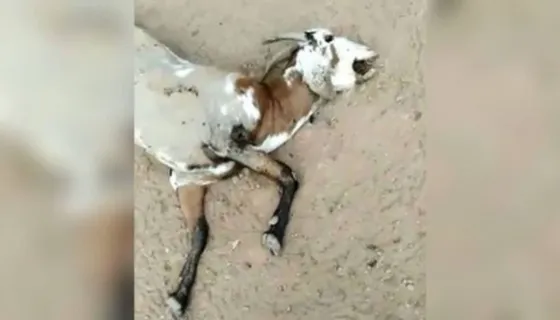 VIDEO: ¿Apareció el chupacabras? un rebaño completo fue mutilado