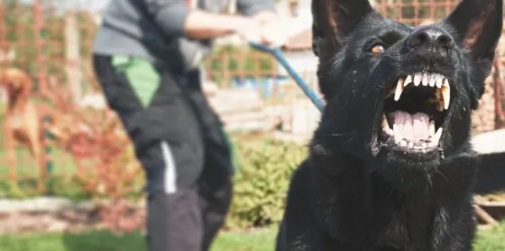 Metán: Perros atacaron a una beba y a su niñera embarazada