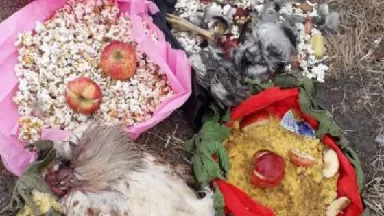 Hacían rituales con velas, gallinas y corazón de vaca: fueron detenidos