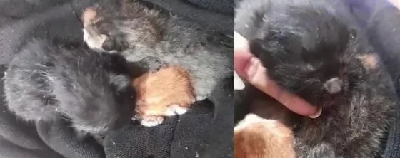 Murió la gata que protagonizó el apagón: había parido recientemente y dejó tres gatitos huérfanos