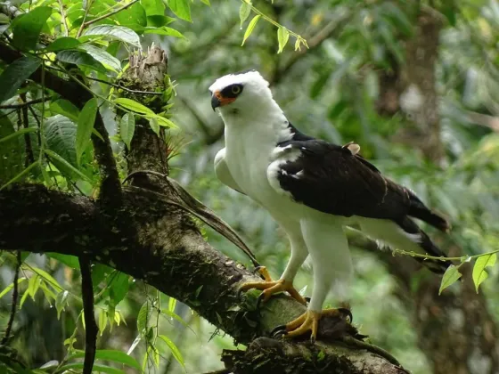 Orán es el departamento con mayor cantidad de aves en el país