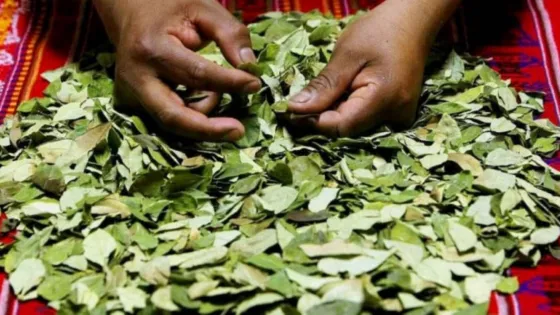 Escondieron 83 kg de coca en cajones de berenjenas