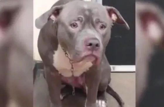 Mirá la reacción de esta perrita al ser abandonada por sus dueños. Video