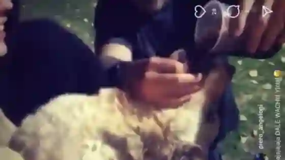 Imputarán por maltrato animal a los jóvenes que le dieron fernet a un perro