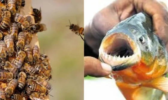 Escapaba de un enjambre, se tiró al río y murió atacado por pirañas
