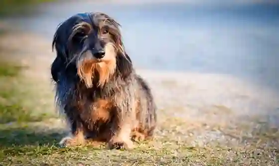 Quieren homenajear al perro más anciano de Salta: puede ser el tuyo
