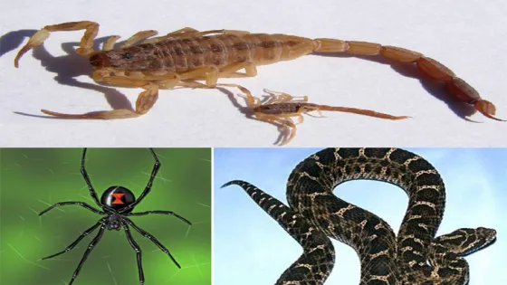 Las altas temperaturas son propicias para la aparición de alacranes, arañas y serpientes