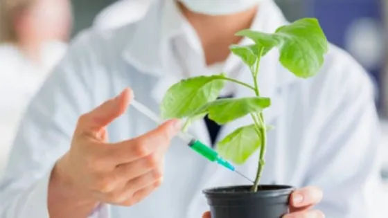 Crearon una "vacuna vegetal" contra el Covid-19