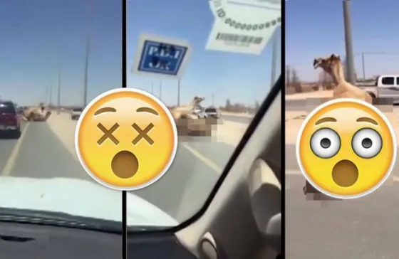 Dos camellos cortan la ruta haciendo.....Video