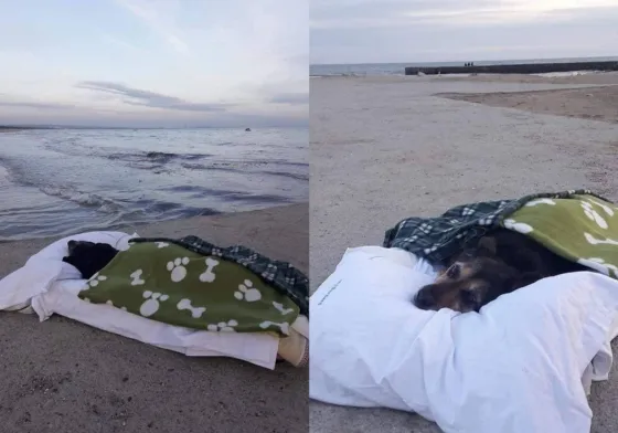 Llevó a su perrita enferma a la playa para que viera el mar por última vez