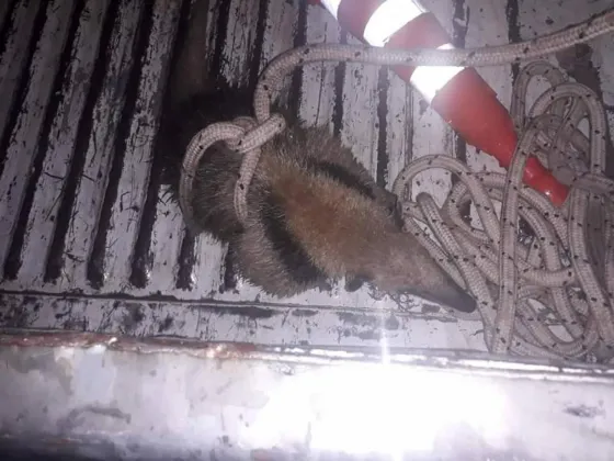 Rescataron a un oso hormiguero en pleno centro de Orán