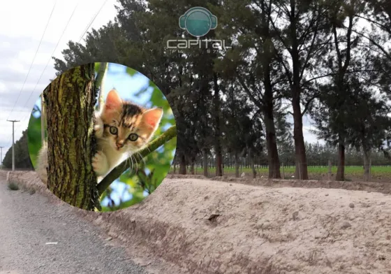 Un gatito estuvo atrapado arriba de un arbol casi una semana entera