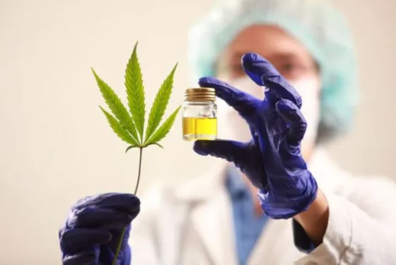 Jujuy: desde hoy se vende el aceite de cannabis en farmacias