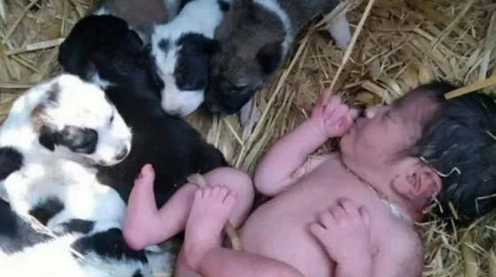 Abandonaron a una bebé recién nacida y cachorritos la salvaron