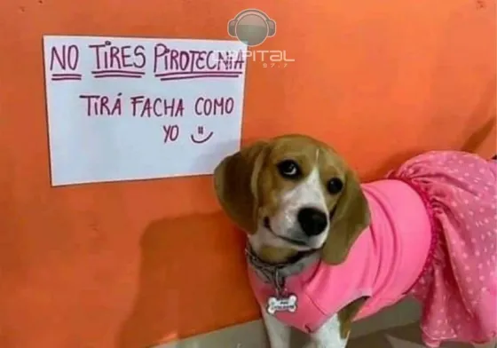 Mascotas y pirotecnia: recomendaciones para el cuidado de los animales en las fiestas