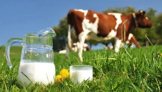 Hoy es el día internacional de la leche, las mejores recomendaciones para tomarla