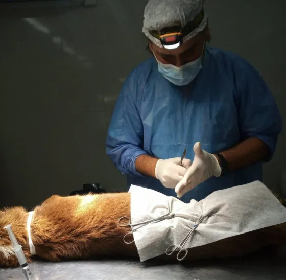 Reactivan el servicio de castraciones para tus mascotas