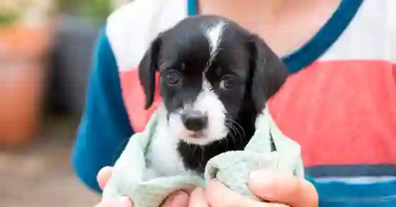 Adopción de animales: 70 perritos esperan tener una familia