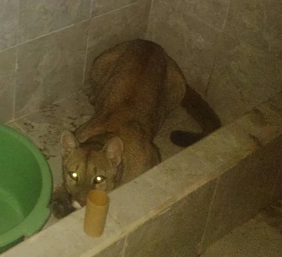 Juan Manuel de Rosas: Salteño fue al baño y se encontró con un puma