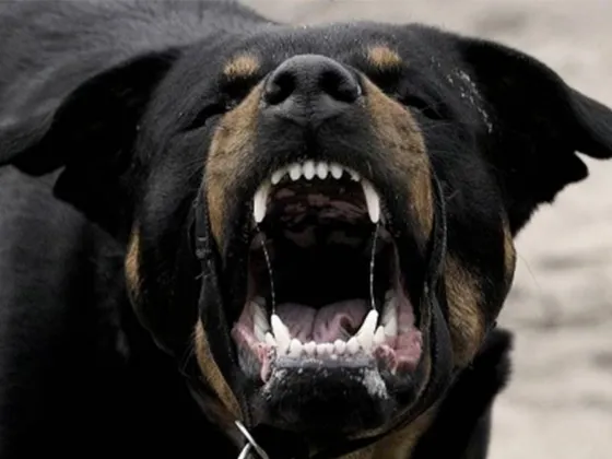 La menor atacada por un perro tuvo que ser intervenida quirúrgicamente